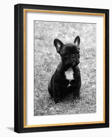 Fall, French Bulldog, Pup-Thomas Fall-Framed Photographic Print