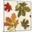 Fall Garden Step 04A-Katie Pertiet-Mounted Art Print