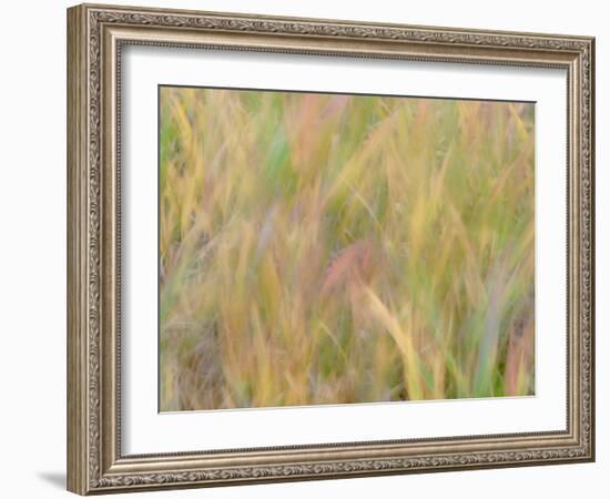 Fall grasses on 10K Trail, Sandia mountains, New Mexico-Maresa Pryor-Luzier-Framed Photographic Print