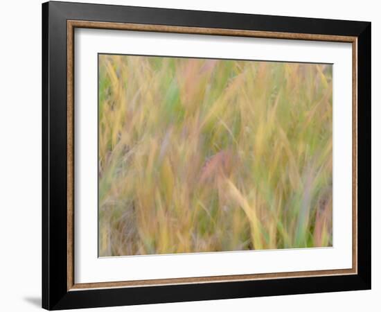 Fall grasses on 10K Trail, Sandia mountains, New Mexico-Maresa Pryor-Luzier-Framed Photographic Print