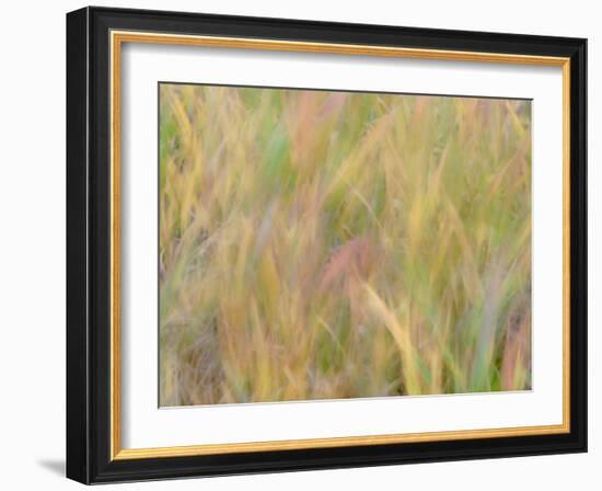 Fall grasses on 10K Trail, Sandia mountains, New Mexico-Maresa Pryor-Luzier-Framed Photographic Print