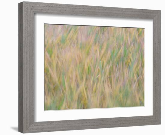 Fall grasses on 10K Trail, Sandia mountains, New Mexico-Maresa Pryor-Luzier-Framed Photographic Print