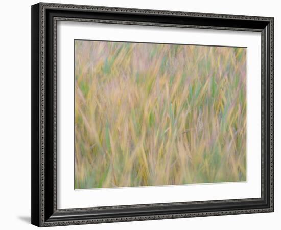 Fall grasses on 10K Trail, Sandia mountains, New Mexico-Maresa Pryor-Luzier-Framed Photographic Print