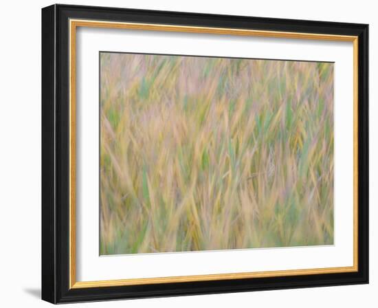 Fall grasses on 10K Trail, Sandia mountains, New Mexico-Maresa Pryor-Luzier-Framed Photographic Print