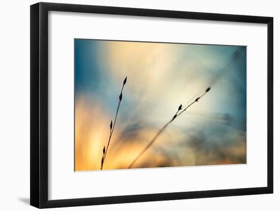 Fall Grasses-Ursula Abresch-Framed Photographic Print