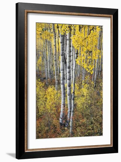 Fall Grove-Joe Cornish-Framed Giclee Print