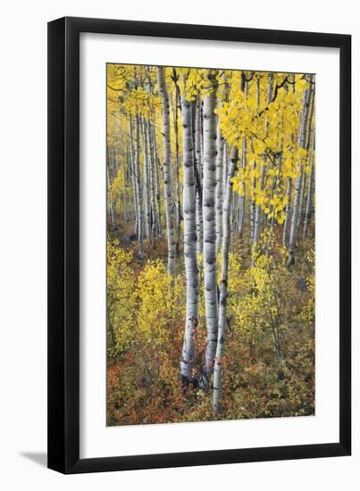 Fall Grove-Joe Cornish-Framed Giclee Print