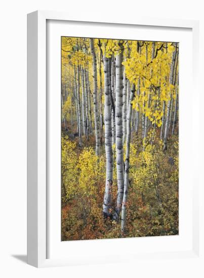 Fall Grove-Joe Cornish-Framed Giclee Print