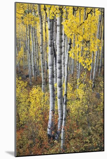 Fall Grove-Joe Cornish-Mounted Giclee Print