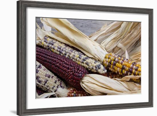 Fall Harvest Colorful Indian Corn, California, USA-Cindy Miller Hopkins-Framed Photographic Print