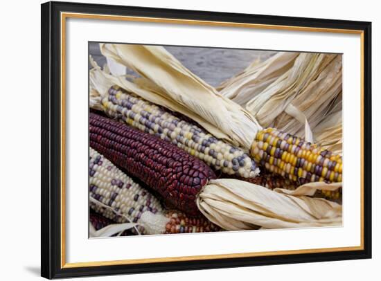 Fall Harvest Colorful Indian Corn, California, USA-Cindy Miller Hopkins-Framed Photographic Print