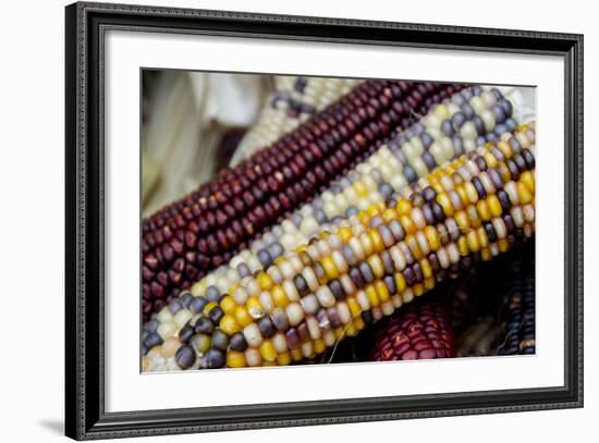 Fall Harvest Colorful Indian Corn, California, USA-Cindy Miller Hopkins-Framed Photographic Print