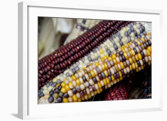 Fall Harvest Colorful Indian Corn, California, USA-Cindy Miller Hopkins-Framed Photographic Print