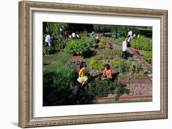 Fall Harvest of the White House Kitchen Garden,  Michelle Obama, White House Chefs and Children--Framed Premium Photographic Print