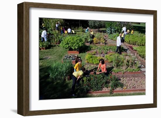 Fall Harvest of the White House Kitchen Garden,  Michelle Obama, White House Chefs and Children-null-Framed Premium Photographic Print