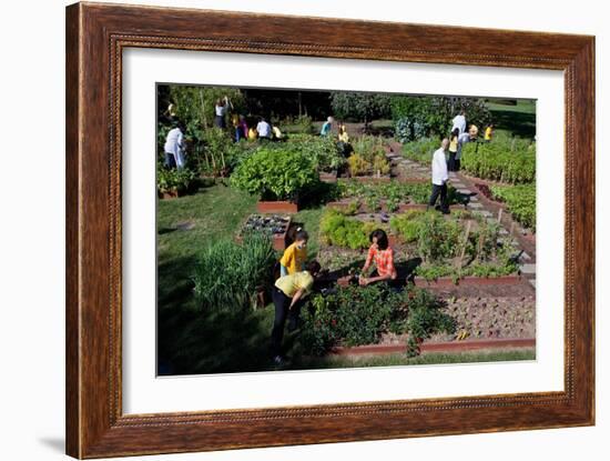 Fall Harvest of the White House Kitchen Garden,  Michelle Obama, White House Chefs and Children-null-Framed Premium Photographic Print