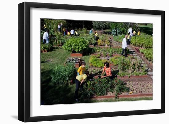 Fall Harvest of the White House Kitchen Garden,  Michelle Obama, White House Chefs and Children-null-Framed Premium Photographic Print