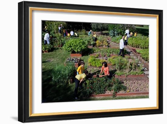 Fall Harvest of the White House Kitchen Garden,  Michelle Obama, White House Chefs and Children-null-Framed Premium Photographic Print