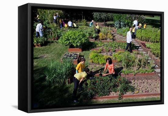 Fall Harvest of the White House Kitchen Garden,  Michelle Obama, White House Chefs and Children-null-Framed Stretched Canvas