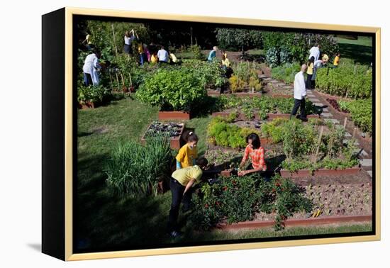 Fall Harvest of the White House Kitchen Garden,  Michelle Obama, White House Chefs and Children-null-Framed Stretched Canvas