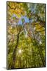 Fall in a forest in Amesbury, Massachusetts.-Jerry & Marcy Monkman-Mounted Photographic Print