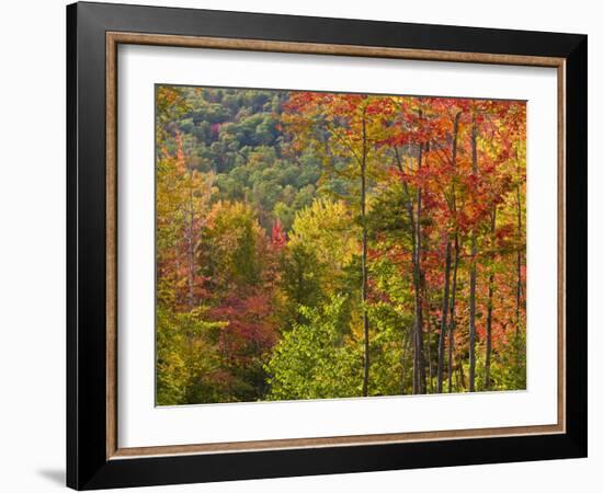 Fall in a Forest in Grafton, New Hampshire, USA-Jerry & Marcy Monkman-Framed Photographic Print