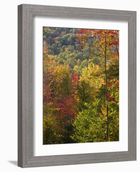 Fall in a Forest in Grafton, New Hampshire, USA-Jerry & Marcy Monkman-Framed Photographic Print