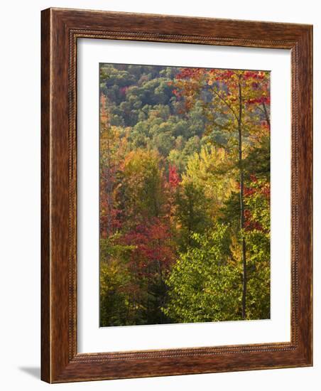 Fall in a Forest in Grafton, New Hampshire, USA-Jerry & Marcy Monkman-Framed Photographic Print