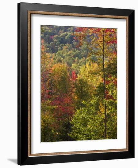 Fall in a Forest in Grafton, New Hampshire, USA-Jerry & Marcy Monkman-Framed Photographic Print