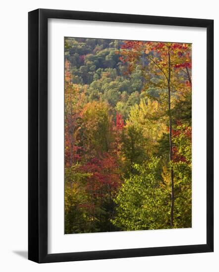 Fall in a Forest in Grafton, New Hampshire, USA-Jerry & Marcy Monkman-Framed Photographic Print