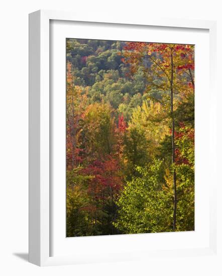 Fall in a Forest in Grafton, New Hampshire, USA-Jerry & Marcy Monkman-Framed Photographic Print