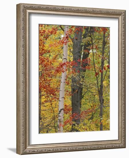 Fall in a Mixed Deciduous Forest in Litchfield Hills, Kent, Connecticut, USA-Jerry & Marcy Monkman-Framed Photographic Print