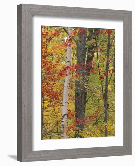Fall in a Mixed Deciduous Forest in Litchfield Hills, Kent, Connecticut, USA-Jerry & Marcy Monkman-Framed Photographic Print
