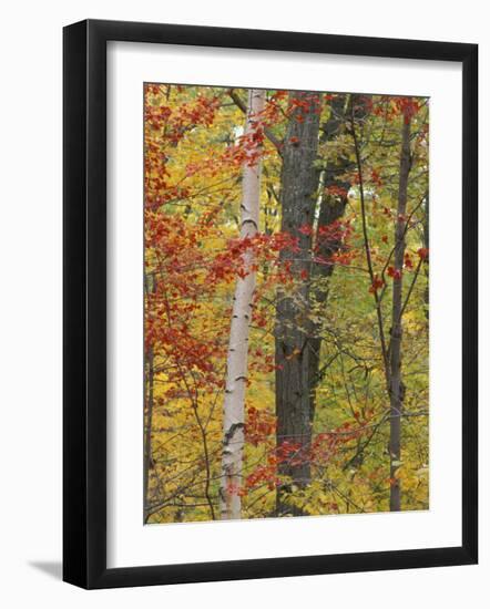 Fall in a Mixed Deciduous Forest in Litchfield Hills, Kent, Connecticut, USA-Jerry & Marcy Monkman-Framed Photographic Print