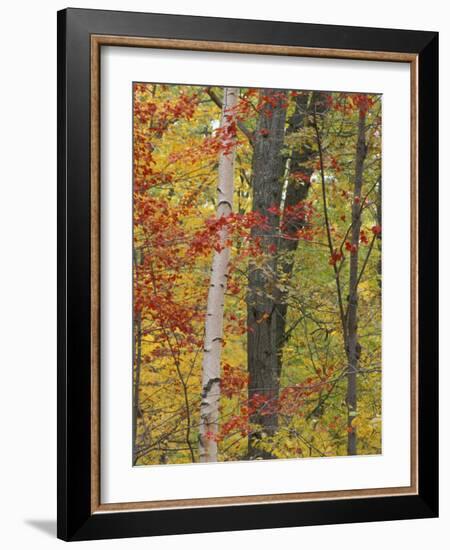 Fall in a Mixed Deciduous Forest in Litchfield Hills, Kent, Connecticut, USA-Jerry & Marcy Monkman-Framed Photographic Print