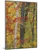 Fall in a Mixed Deciduous Forest in Litchfield Hills, Kent, Connecticut, USA-Jerry & Marcy Monkman-Mounted Photographic Print