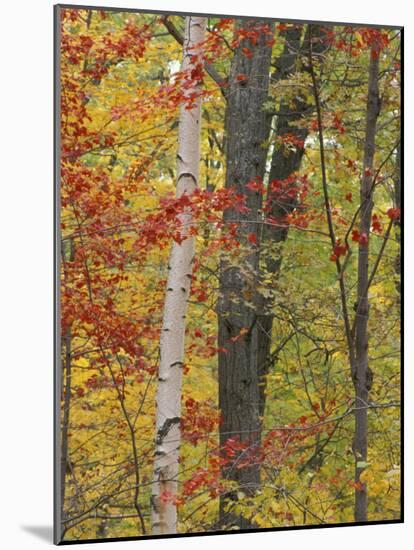 Fall in a Mixed Deciduous Forest in Litchfield Hills, Kent, Connecticut, USA-Jerry & Marcy Monkman-Mounted Photographic Print
