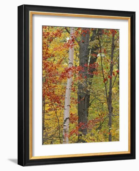 Fall in a Mixed Deciduous Forest in Litchfield Hills, Kent, Connecticut, USA-Jerry & Marcy Monkman-Framed Photographic Print