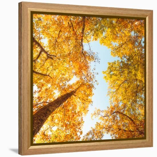Fall in Height-Philippe Sainte-Laudy-Framed Premier Image Canvas