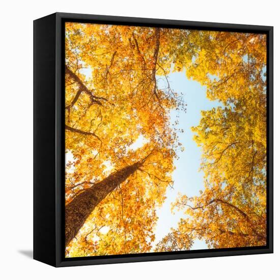 Fall in Height-Philippe Sainte-Laudy-Framed Premier Image Canvas