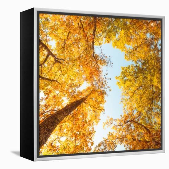 Fall in Height-Philippe Sainte-Laudy-Framed Premier Image Canvas