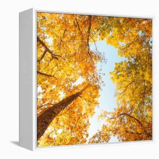 Fall in Height-Philippe Sainte-Laudy-Framed Premier Image Canvas