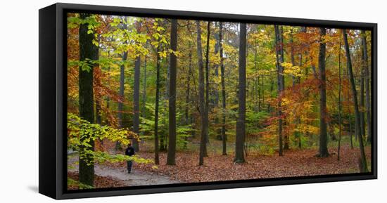 Fall in McCormics Creek State Park, Indiana, USA-Anna Miller-Framed Premier Image Canvas