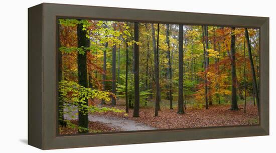 Fall in McCormics Creek State Park, Indiana, USA-Anna Miller-Framed Premier Image Canvas