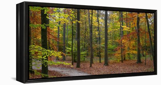 Fall in McCormics Creek State Park, Indiana, USA-Anna Miller-Framed Premier Image Canvas