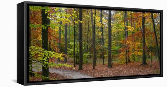 Fall in McCormics Creek State Park, Indiana, USA-Anna Miller-Framed Premier Image Canvas