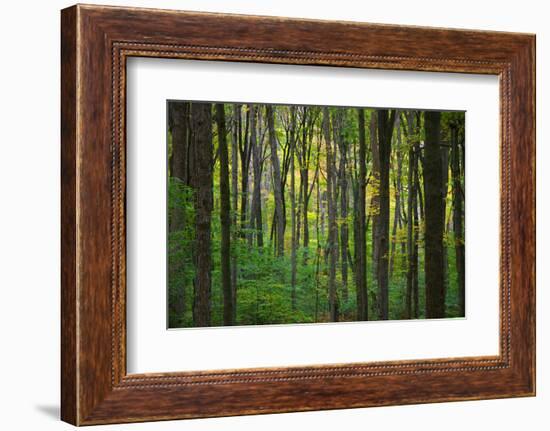 Fall in McCormics Creek State Park, Indiana, USA-Anna Miller-Framed Photographic Print