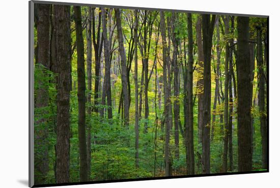 Fall in McCormics Creek State Park, Indiana, USA-Anna Miller-Mounted Photographic Print