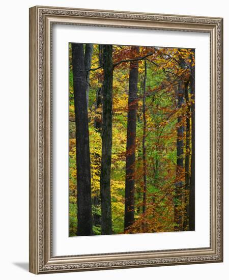 Fall in McCormics Creek State Park, Indiana, USA-Anna Miller-Framed Photographic Print