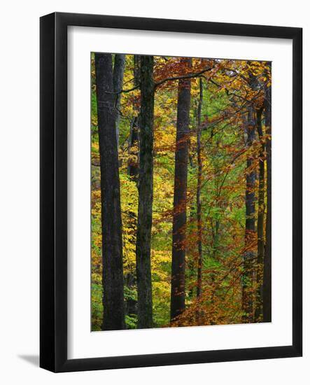 Fall in McCormics Creek State Park, Indiana, USA-Anna Miller-Framed Photographic Print